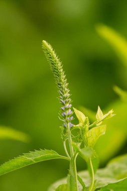 Bir yaz çayır çiçekli bir güzel longleaf speedwell. Veronica Longofolia.