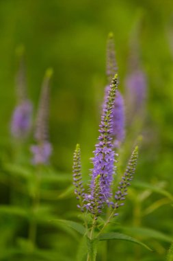 Bir yaz çayır çiçekli bir güzel longleaf speedwell. Veronica Longofolia.