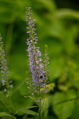 Bir yaz çayır çiçekli bir güzel longleaf speedwell. Veronica Longofolia.