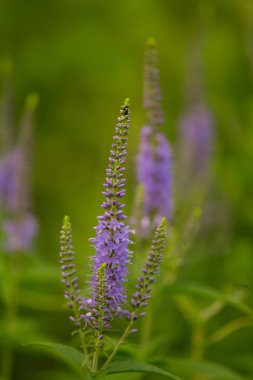 Bir yaz çayır çiçekli bir güzel longleaf speedwell. Veronica Longofolia.