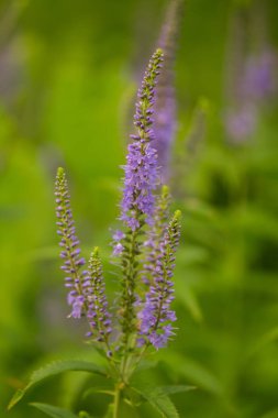 Bir yaz çayır çiçekli bir güzel longleaf speedwell. Veronica Longofolia.