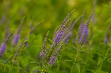 Bir yaz çayır çiçekli bir güzel longleaf speedwell. Veronica Longofolia.