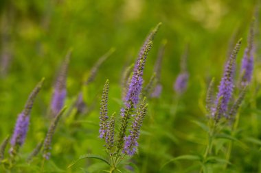 Bir yaz çayır çiçekli bir güzel longleaf speedwell. Veronica Longofolia.