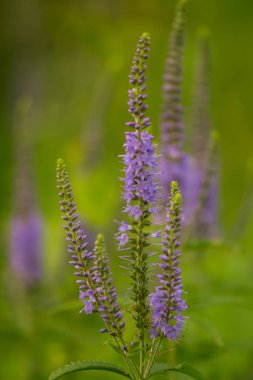 Bir yaz çayır çiçekli bir güzel longleaf speedwell. Veronica Longofolia.