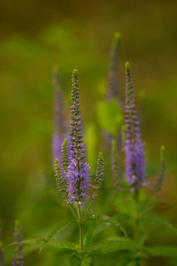 Bir yaz çayır çiçekli bir güzel longleaf speedwell. Veronica Longofolia.