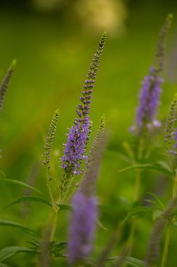Bir yaz çayır çiçekli bir güzel longleaf speedwell. Veronica Longofolia.