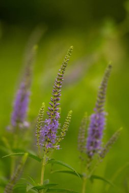 Bir yaz çayır çiçekli bir güzel longleaf speedwell. Veronica Longofolia.
