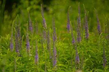 Bir yaz çayır çiçekli bir güzel longleaf speedwell. Veronica Longofolia.