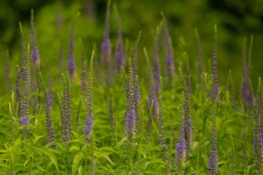 Bir yaz çayır çiçekli bir güzel longleaf speedwell. Veronica Longofolia.