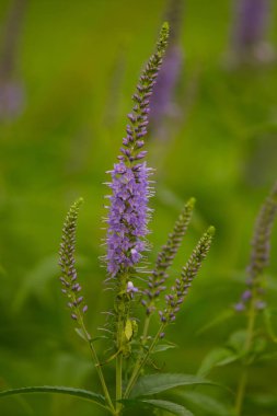 Bir yaz çayır çiçekli bir güzel longleaf speedwell. Veronica Longofolia.
