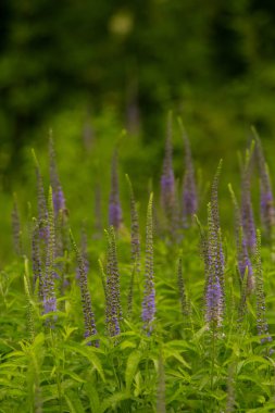 Bir yaz çayır çiçekli bir güzel longleaf speedwell. Veronica Longofolia.