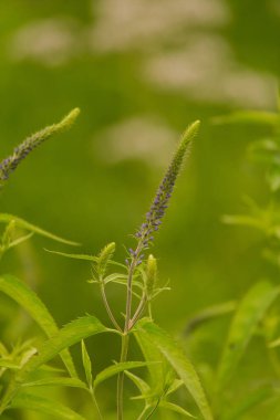 Bir yaz çayır çiçekli bir güzel longleaf speedwell. Veronica Longofolia.