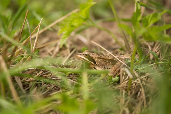 Una bella rana bruna seduta in un prato vicino al fiume . — Foto Stock