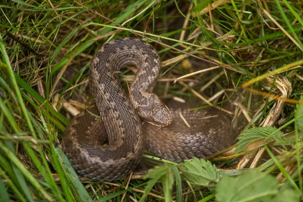 Güzel bir viper bir çim yaz çayır içinde saklanıyor. Sürüngen portre.