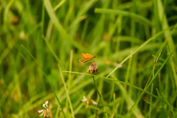 Красивая маленькая бабочка, сидящая на цветке на летнем лугу. Живой пейзаж крупным планом — стоковое фото
