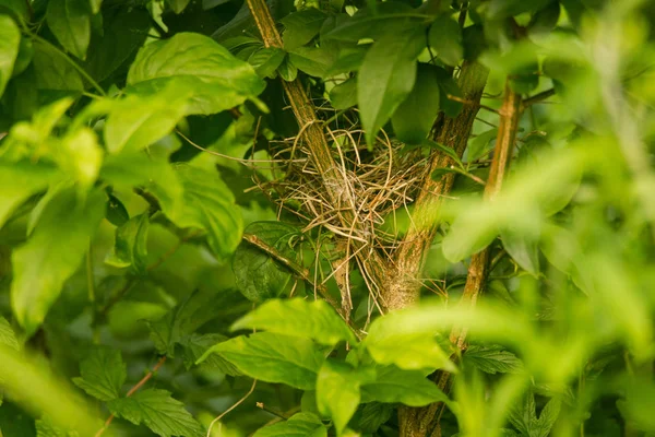Un hermoso nido escondido de un pajarito en un arbusto de paja . — Foto de Stock