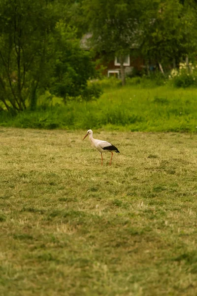 Une belle cigogne blanche se nourrissant dans une prairie près d'une maison de campagne. Paysage rural . — Photo