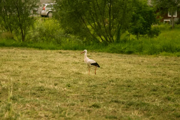 Una hermosa cigüeña blanca alimentándose en un prado cerca de una casa de campo. Paisaje rural . —  Fotos de Stock