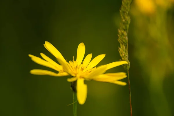En vacker gul blomma blommande i en sommaräng — Stockfoto