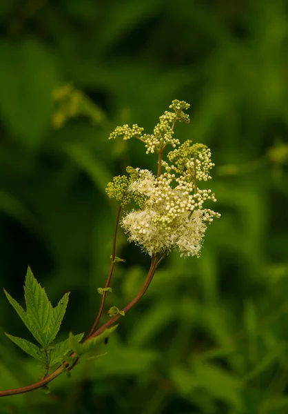 Una hermosa flor blanca perfumada en un prado — Foto de Stock