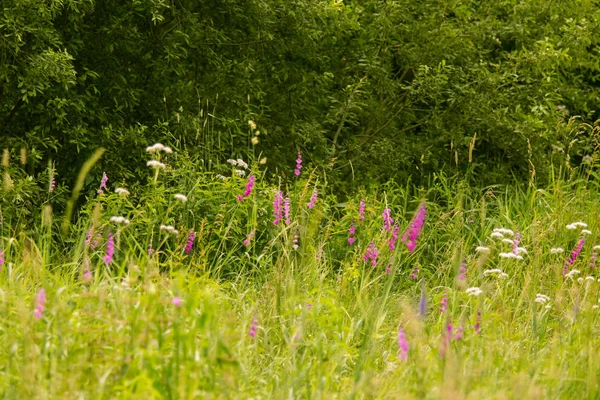 Güneşli bir öğleden sonra çayır çiçek güzel pembe Türk marsh Glayöl. Canlı doğal sahne.