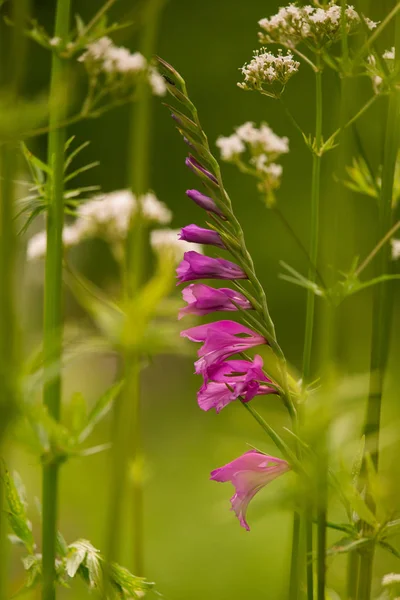 Güneşli bir öğleden sonra çayır çiçek güzel pembe Türk marsh Glayöl. Canlı doğal sahne.