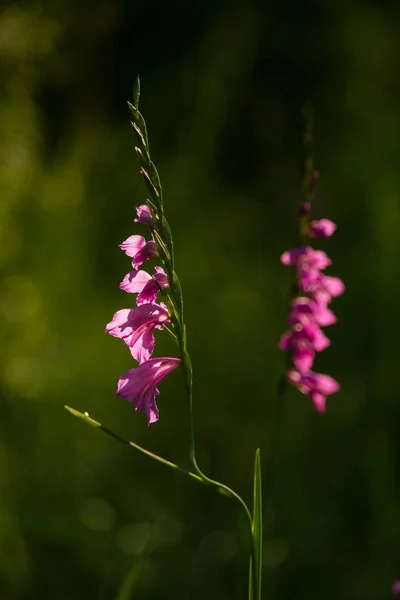 Un bellissimo gladiolo di palude turca rosa che sboccia in un prato soleggiato pomeridiano. Paesaggio naturale vibrante . — Foto Stock