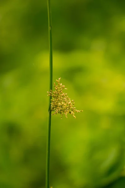 Egy gyönyörű sás fű nő a egy nedves rét-folyó közelében. Élénk nyári táj. — Stock Fotó