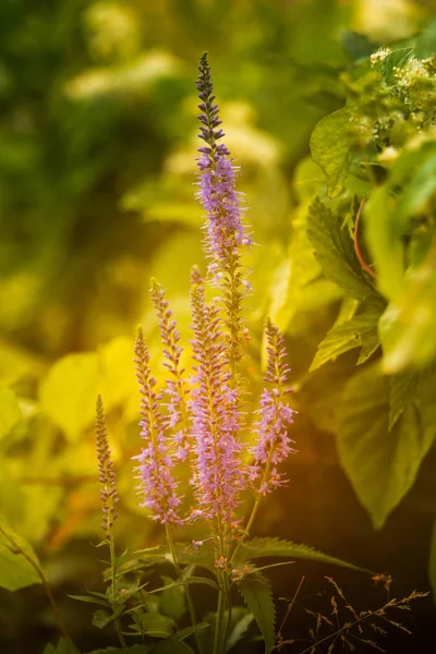 Speedwell longleaf piękne kwitnienie w soczystej. Veronica Longofolia. — Zdjęcie stockowe