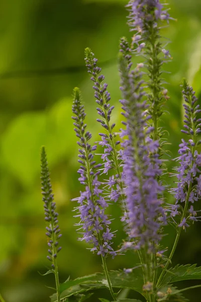 Bir yaz çayır çiçekli bir güzel longleaf speedwell. Veronica Longofolia.