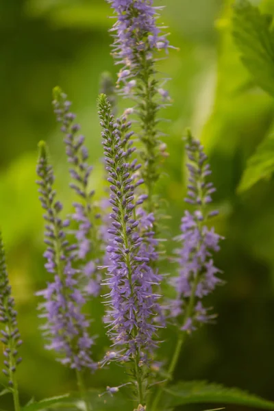 Uma bela folha longa speedwell florescendo em um prado de verão. Veronica Longofolia . — Fotografia de Stock