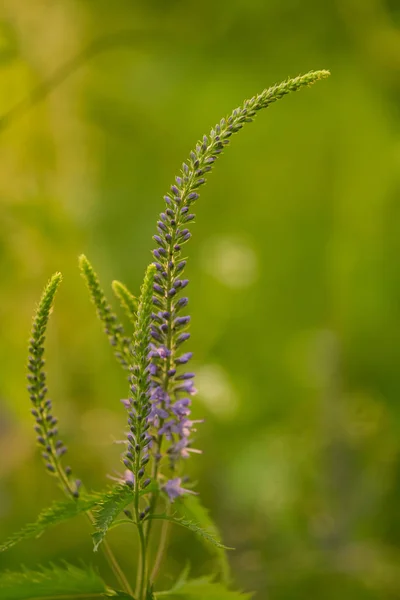 Uma bela folha longa speedwell florescendo em um prado de verão. Veronica Longofolia . — Fotografia de Stock