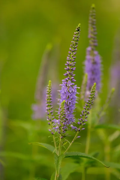 Une belle longleaf speedwell fleurissant dans une prairie d'été. Veronica Longofolia . — Photo