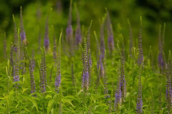 Bir yaz çayır çiçekli bir güzel longleaf speedwell. Veronica Longofolia. — Stok fotoğraf