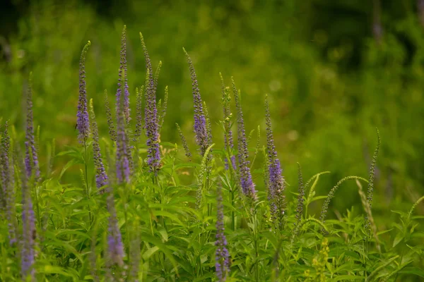 Bir yaz çayır çiçekli bir güzel longleaf speedwell. Veronica Longofolia.