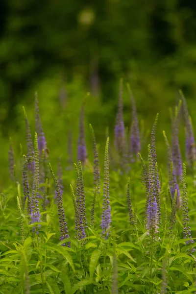 Bir yaz çayır çiçekli bir güzel longleaf speedwell. Veronica Longofolia.