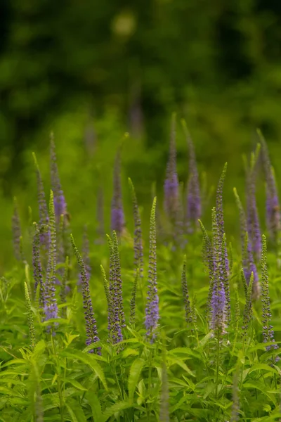 A beautiful longleaf speedwell flowering in a summer meadow. Veronica Longofolia. — Stock Photo, Image
