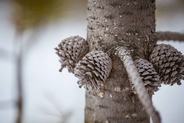 Un hermoso cono de pino en un hábitat natural — Foto de Stock