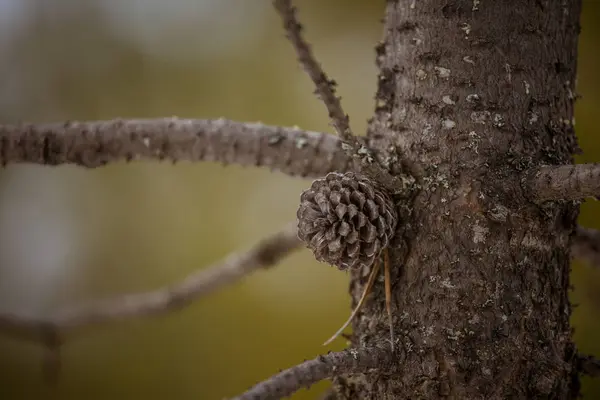 Un hermoso cono de pino en un hábitat natural — Foto de Stock