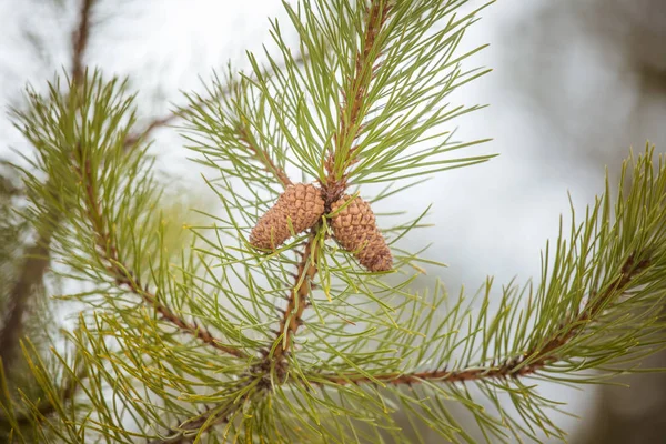 Um belo cone de pinho em um habitat natural — Fotografia de Stock