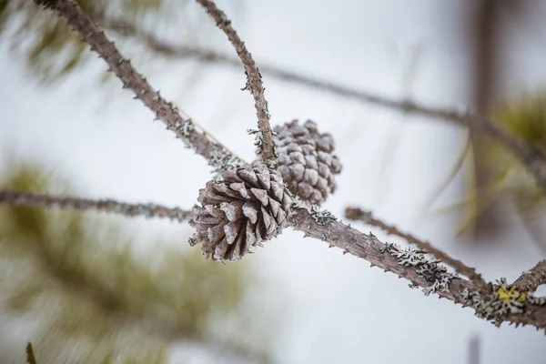 Um belo cone de pinho em um habitat natural — Fotografia de Stock