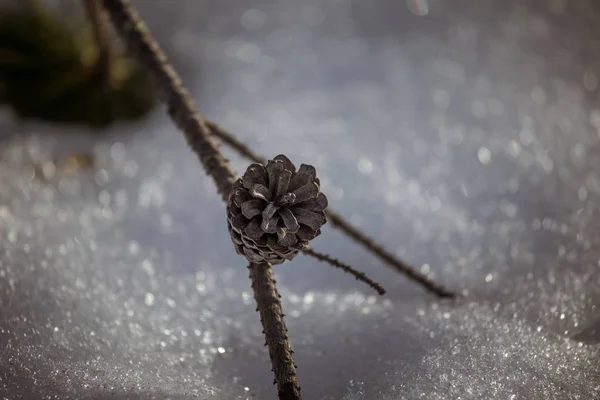 Um belo cone de pinho em um habitat natural — Fotografia de Stock