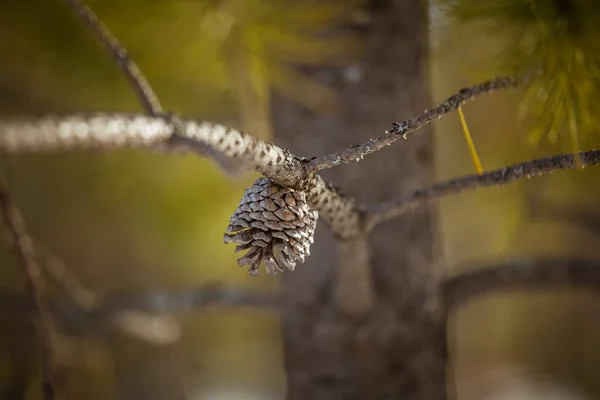 자연 서식 지에서 아름 다운 소나무 콘 — 스톡 사진