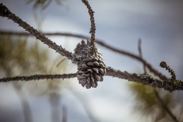 Um belo cone de pinho em um habitat natural — Fotografia de Stock