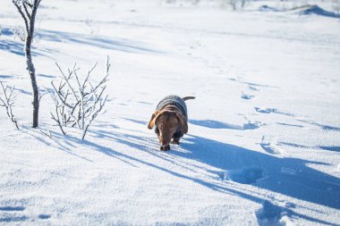 Örme kazak Norveç kış manzarası ile bir güzel kahverengi dachshund köpek