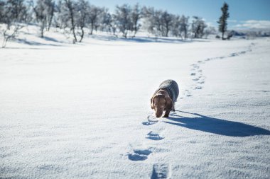 Örme kazak Norveç kış manzarası ile bir güzel kahverengi dachshund köpek