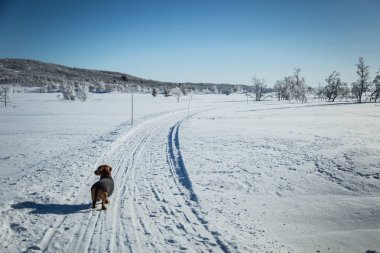 Örme kazak Norveç kış manzarası ile bir güzel kahverengi dachshund köpek