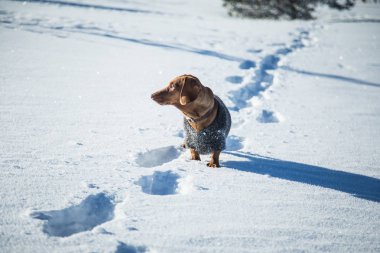 Örme kazak Norveç kış manzarası ile bir güzel kahverengi dachshund köpek
