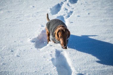 Örme kazak Norveç kış manzarası ile bir güzel kahverengi dachshund köpek
