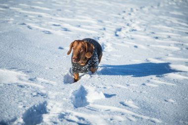 Örme kazak Norveç kış manzarası ile bir güzel kahverengi dachshund köpek